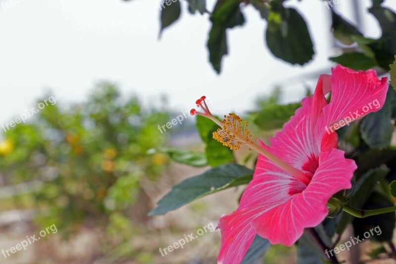 Hibiscus Flowers Pink Garden Free Photos