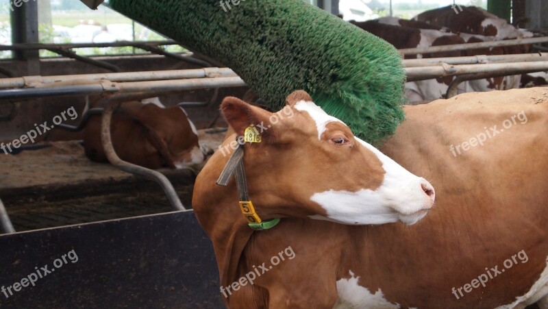 Roan Cattle Frieze Cow Cow Brush Byre Earmark