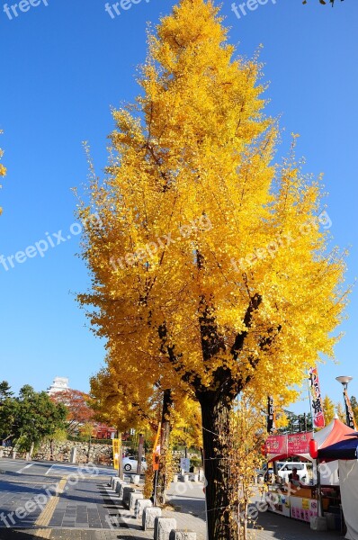 Ginkgo Himeji Road Free Photos