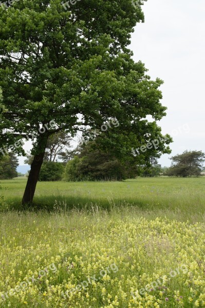 Meadow Wild Flowers Wild Flower Meadow Wild Grass