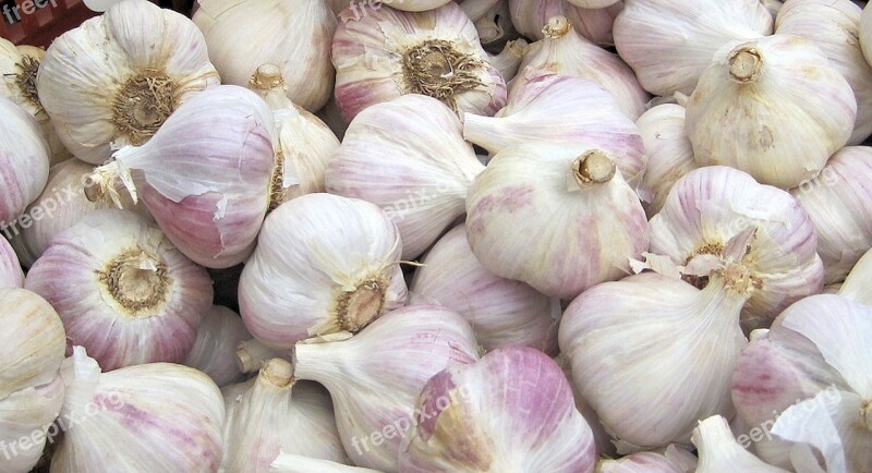 Garlic Vegetable Festival Autumn Ontario