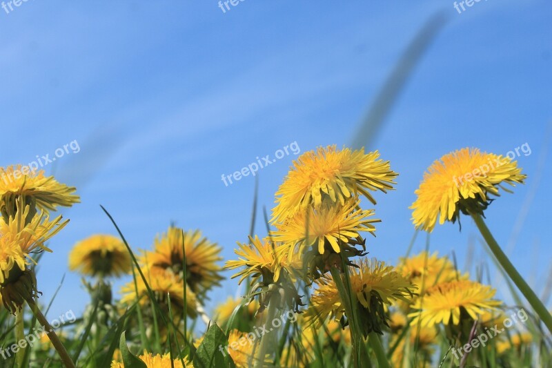 Dandelion Taraxacum Ruderalia Taraxacum Sect Ruderalia Weed