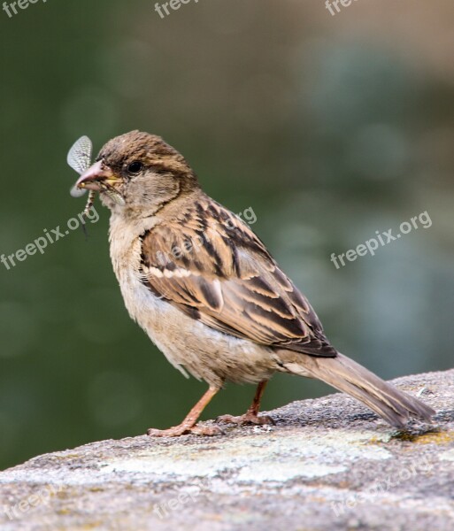 Bird Sparrow Sperling Food Dragonfly