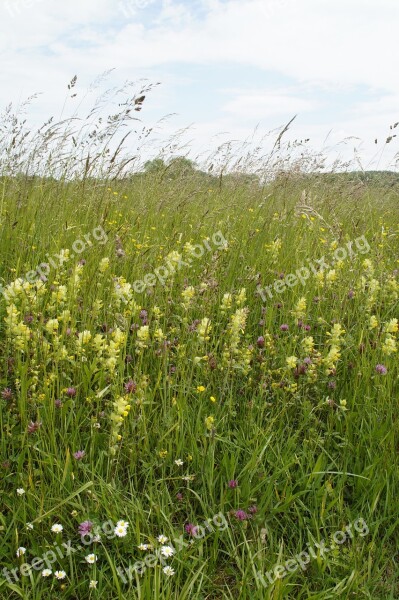 Wild Flowers Wild Flower Meadow Meadow Wild Grass