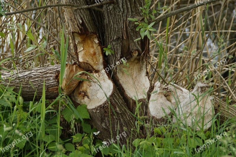 Beaver Tree Trunks Feeding Damage Beaver Damage