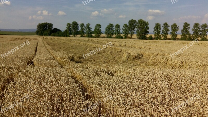 Cornfield Wheat Field Harvest Landscape Wheat