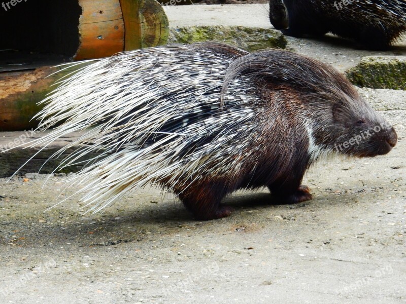 Porcupine Wildlife Park Spur Black White