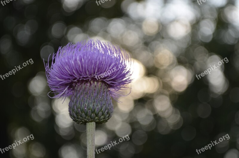 Flower Background Bokeh Flowers Mov