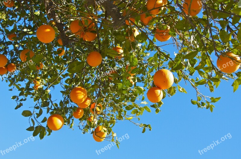 Oranges Fruits Citrus Fruits Free Photos