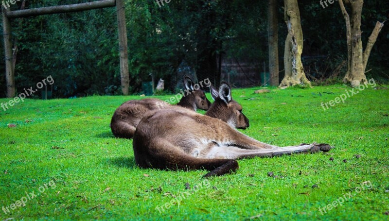 Kangaroos Animals Australia Free Photos