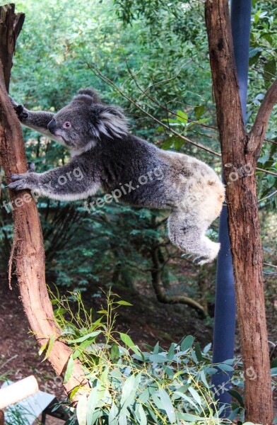 Koala Animals Australia Fauna Free Photos