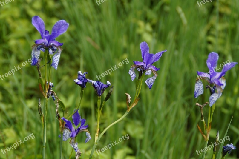 Siberian Schwertlilie Iris Blue Close Up Rarely