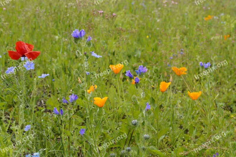 Meadow Wild Flowers Bloom Flowers Flower Meadow