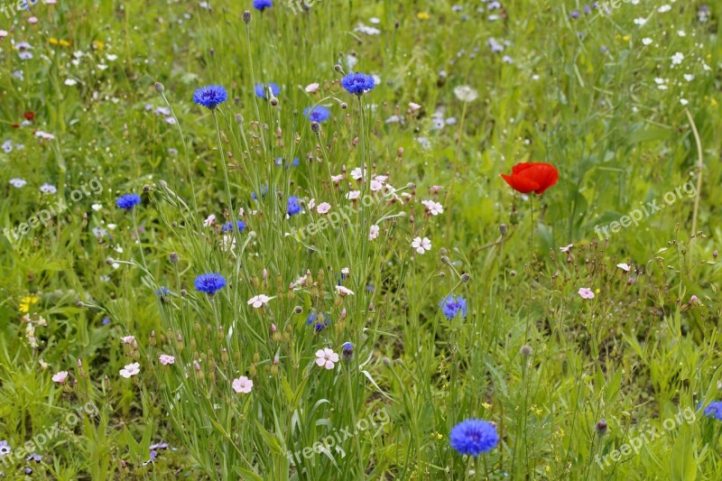 Meadow Wild Flowers Bloom Flowers Flower Meadow