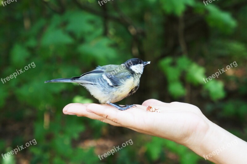 Tit Bird Nature Animal Garden