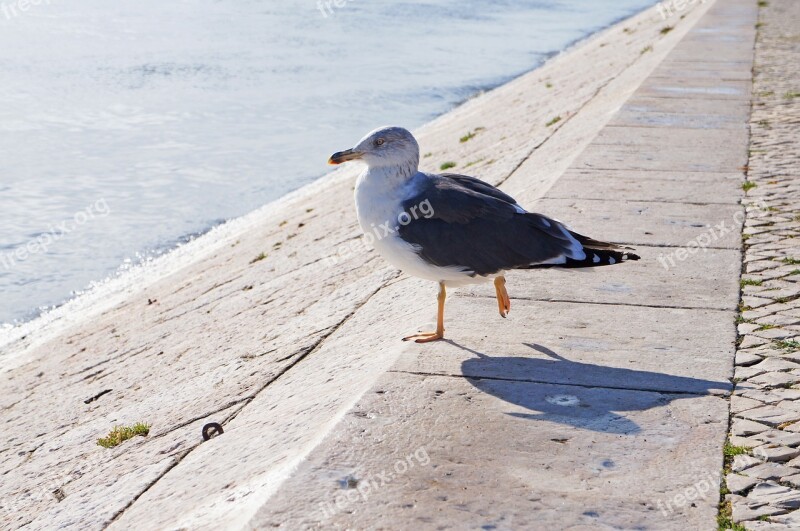 Seagull Bird Nature Sea Water