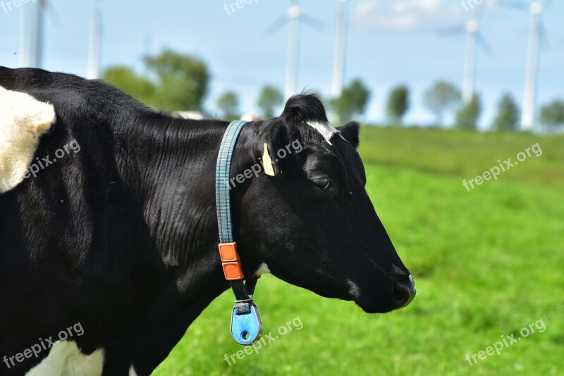 Cow Black Pied Milk Cow Pasture Cattle