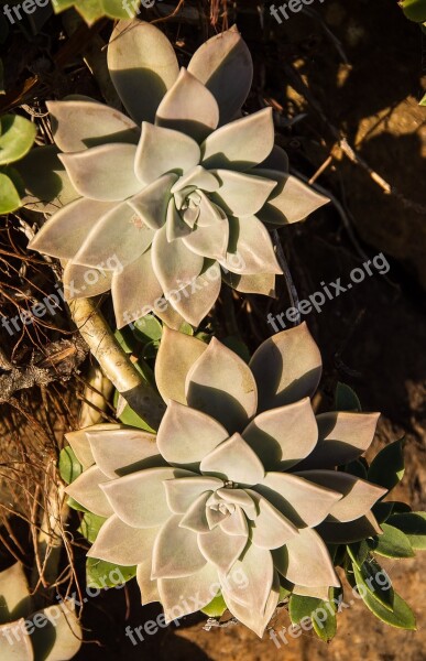 Succulent Green Pink Grey Rosette