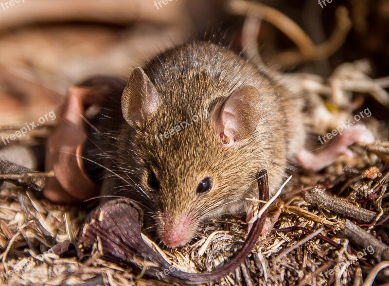 Antechinus Marsupial Mouse Marsupial Native Queensland