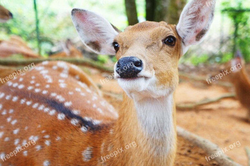 Deer Animal Zoo Wildlife Nature