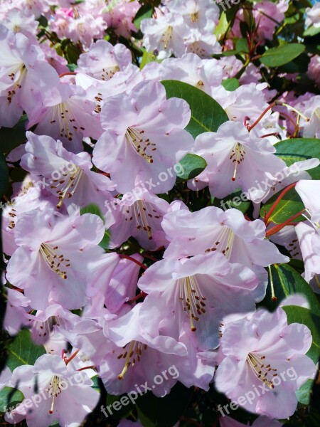 Rhododendron Blooming Bush Pink Large Flowers Bushes