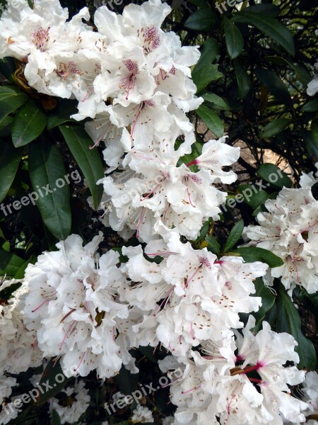 Rhododendron Blooming White Spring White Splendour Spring Flower