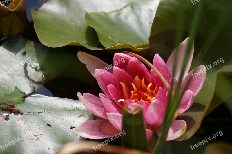 Water Lily Flower Aquatic Plant Pond Nature