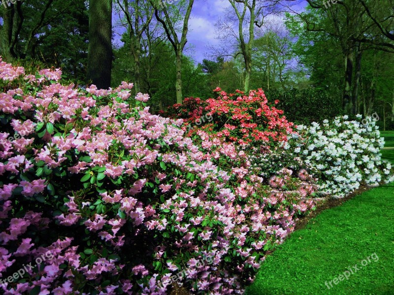 Rhododendrons Colorful Spring Flowers Free Photos