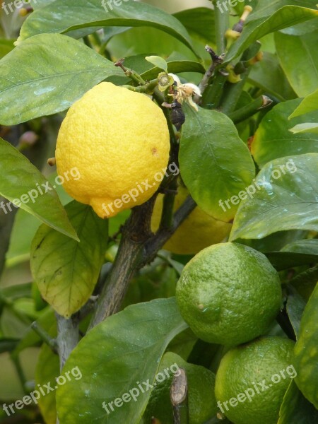 Lemon Yellow Green Sour Fruit