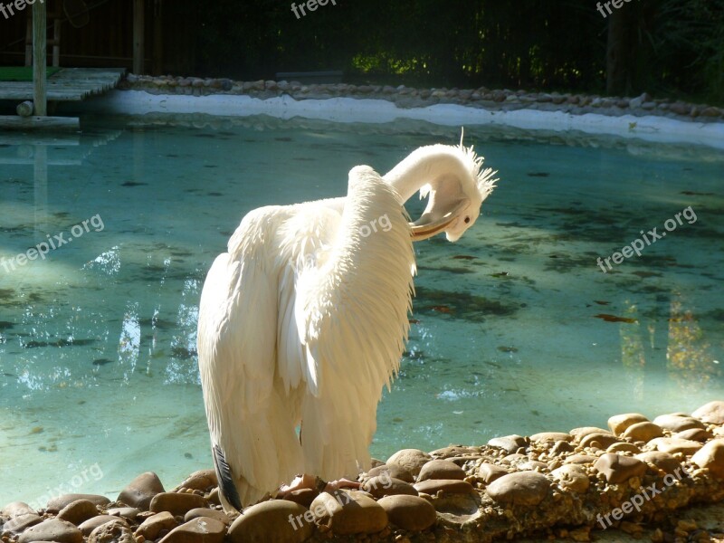 Pajarraco Pelican Bird White Free Photos