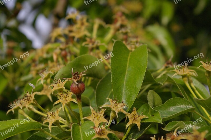 Pear Tree Fruit Set Pear Leaves Nature