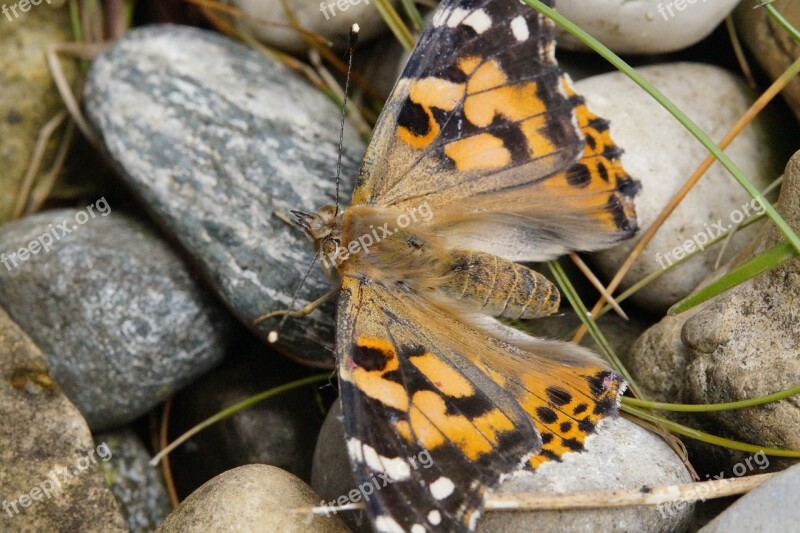 Butterfly Butterflies Vanessa Cardui Stones Sit