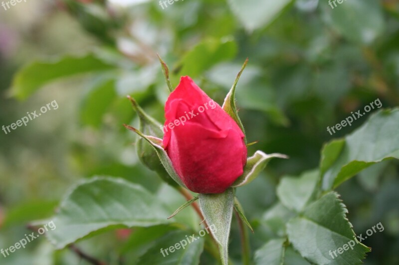 Rose Pink Flower Nature Spring