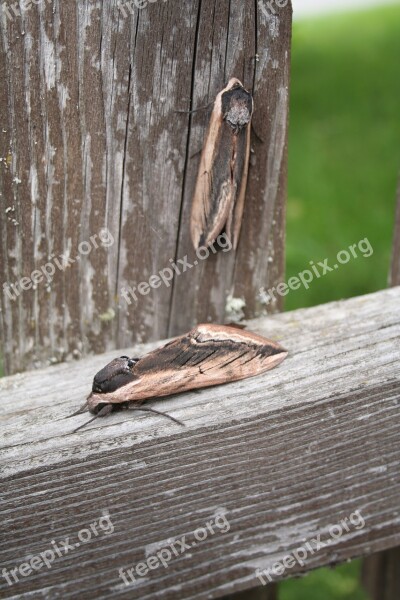 Butterfly Owls Moth Nature Flight