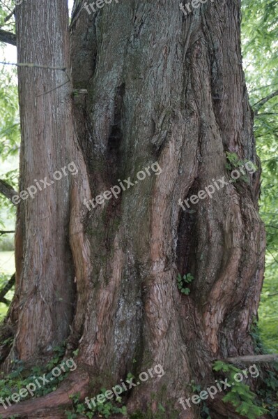 Tribe Log Cave Overgrown Sequoia