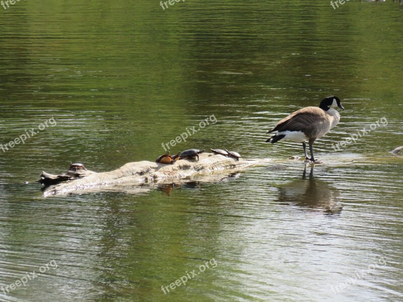 Goose Canada Goose Turtle Painted Turtle Pond