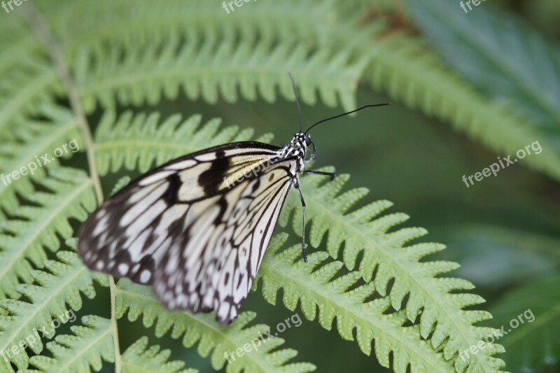 White Baumnymphe Butterflies Butterfly Exotic Exot