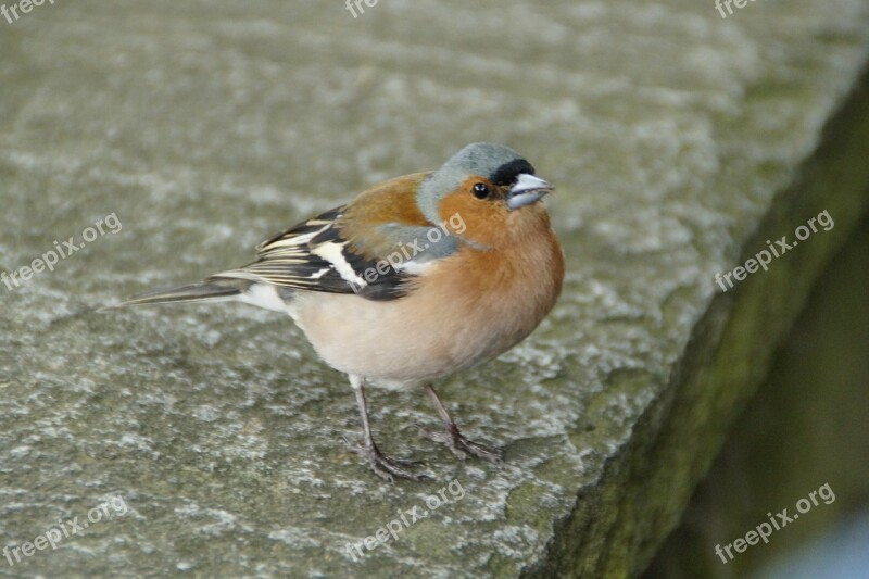 Chaffinch Plumage Drawing Bird Cheeky