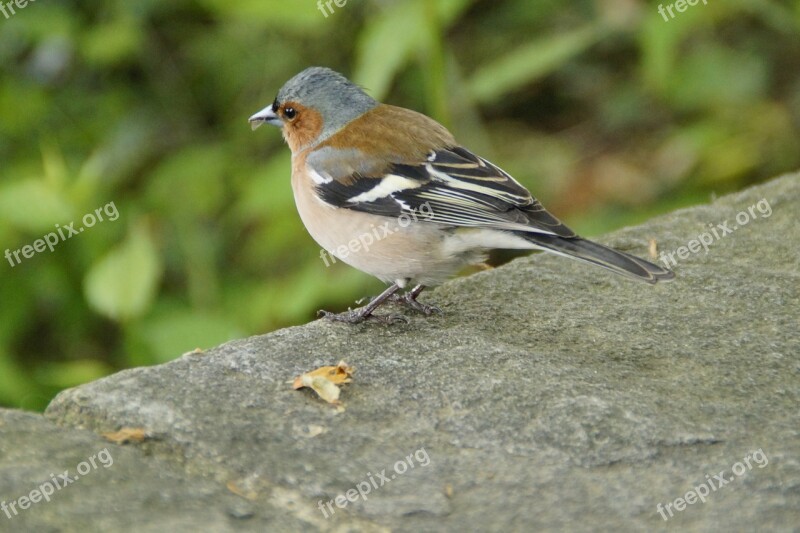 Chaffinch Plumage Drawing Bird Cheeky