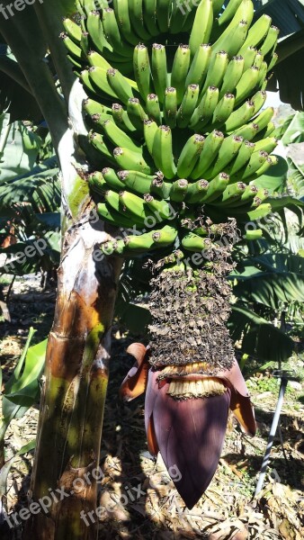 Bananas Flower Tree Green Free Photos