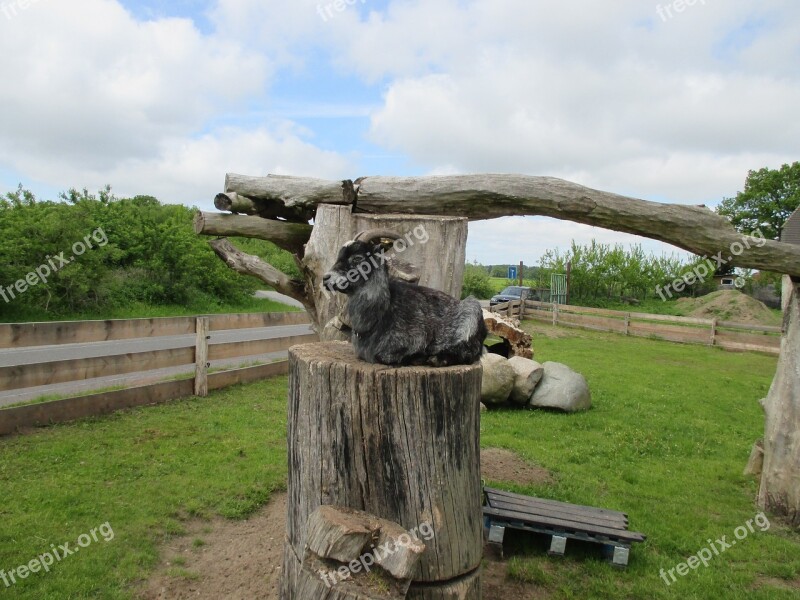 Goat Tree Chill Out Billy Goat Domestic Goat