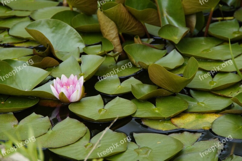 Water Lily Leaves Floating Plants Lily Pad Blossom