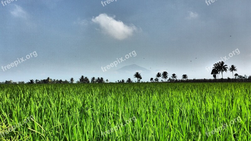 Field Paddy Agriculture Nature Asia