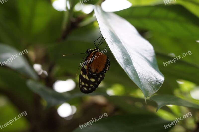 Butterfly Tropical Exotic Leaf Wing