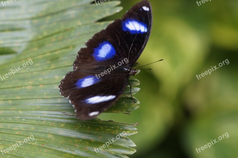 Ordinary Eierfliege Butterfly Tropical Exotic Exot