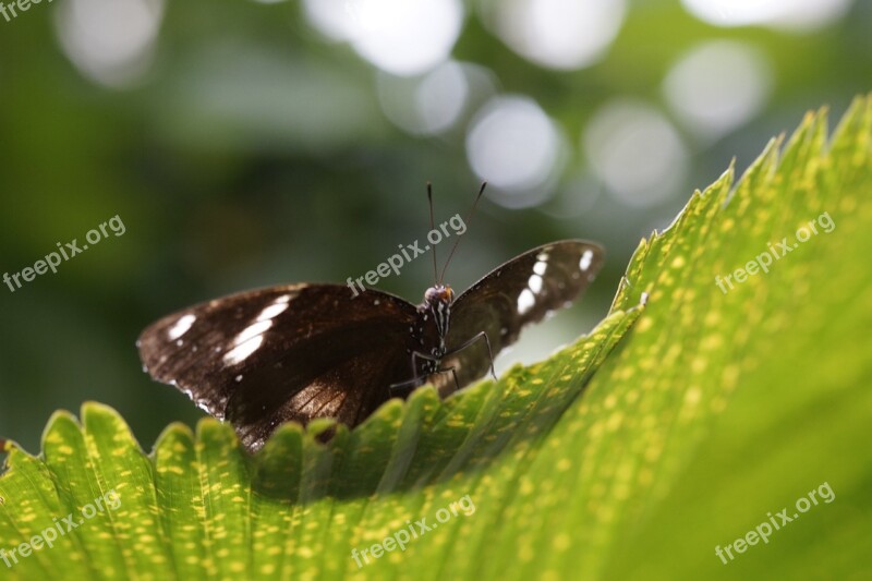 Butterfly Tropical Exotic Leaf Wing