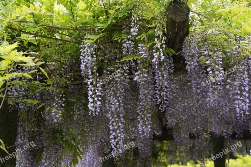 Wisteria Blue Rain Close Up Flowers Bloom