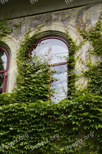 Window Overgrown Fouling Wine Wine Partner