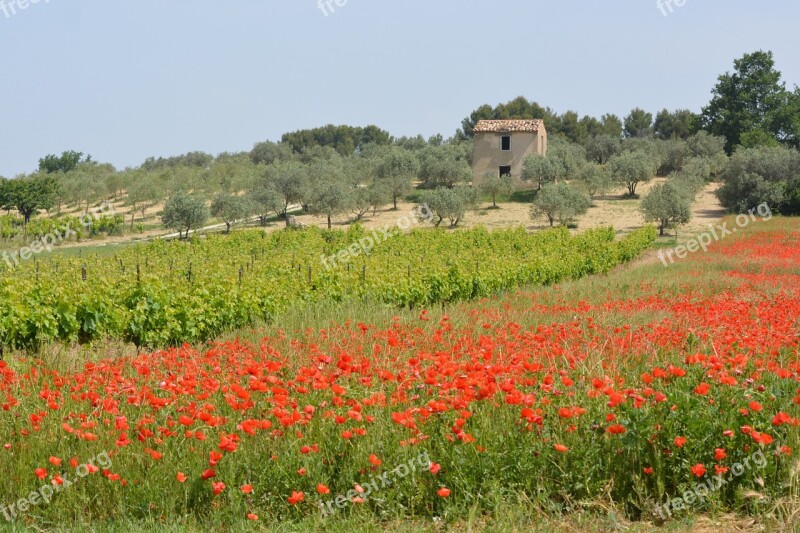 Landscape Poppy Vineyards Poppies Free Photos