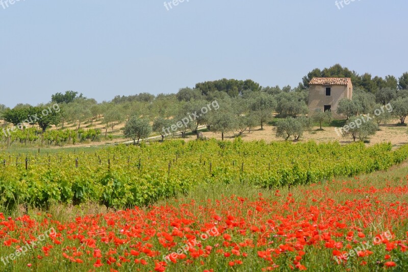 Nature View Landscape Poppies Vineyards